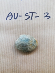 Zostera muelleri