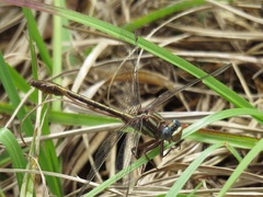 Phanogomphus minutus