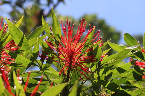 Image of Alloxylon pinnatum by (c) Greg Tasney, some rights reserved (CC BY-SA)