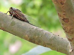 Cryptotympana mandarina