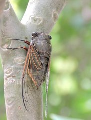 Cryptotympana mandarina