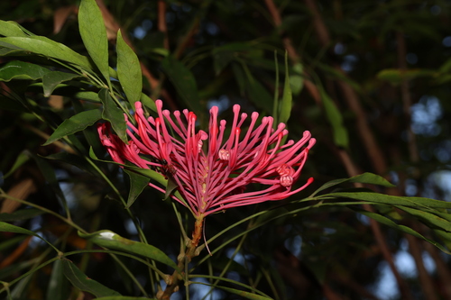Image of Dorrigo Waratah (Alloxylon pinnatum) by (c) Greg Tasney, some rights reserved (CC BY-SA)