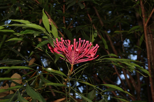 Image of Alloxylon pinnatum by (c) Greg Tasney, some rights reserved (CC BY-SA)