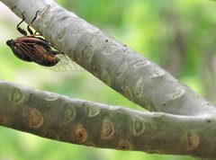 Cryptotympana mandarina
