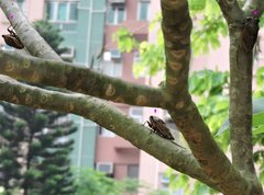 Cryptotympana mandarina