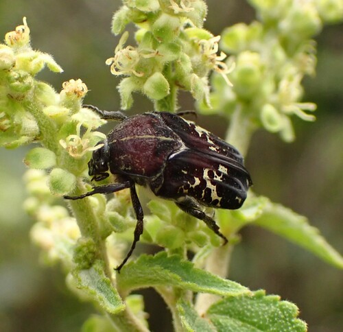 Hoplopyga multipunctata