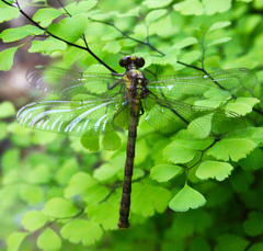 Octogomphus specularis