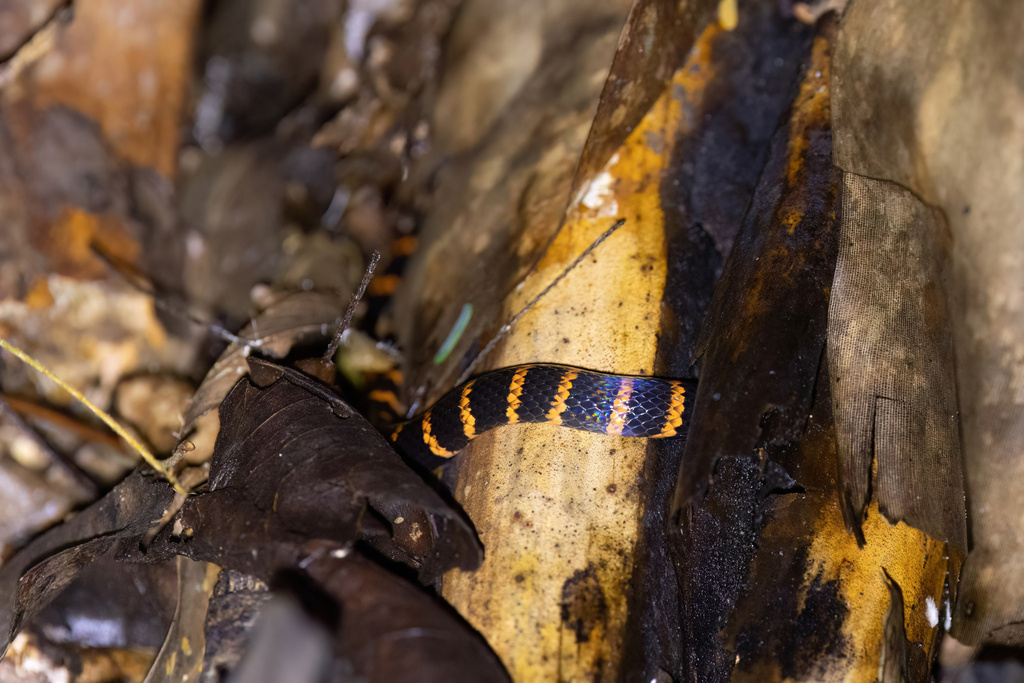 Annellated Coral Snake
