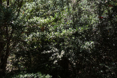 Leptospermum grandifolium