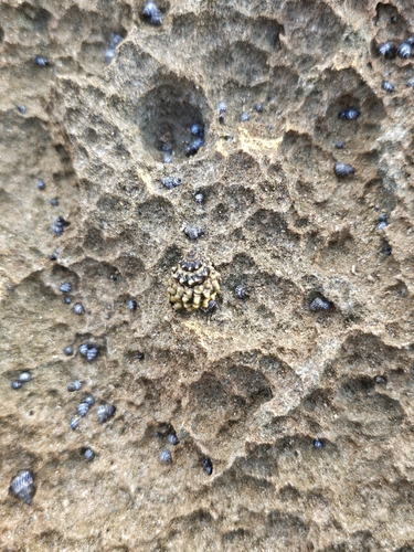 Echininus nodulosus, 2023-12-08