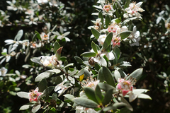 Leptospermum grandifolium