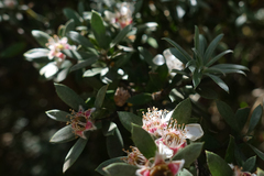 Leptospermum grandifolium