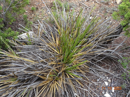 Nolina cespitifera