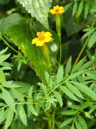 Image of Tagetes tenuifolia by (c) Jo Roberts, some rights reserved (CC BY)