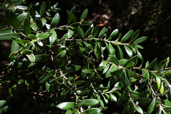 Leptospermum grandifolium