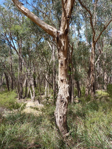 Eucalyptus carolaniae