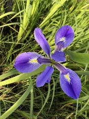 Iris hexagona