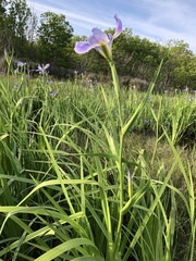 Iris hexagona