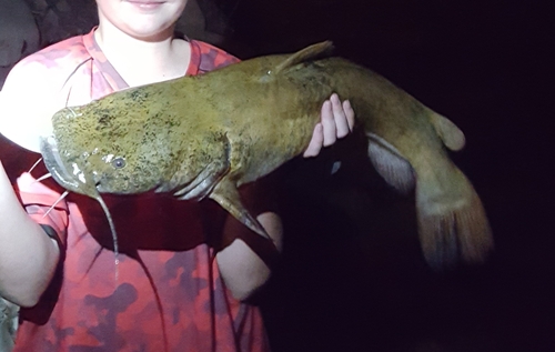 Flathead Catfish
