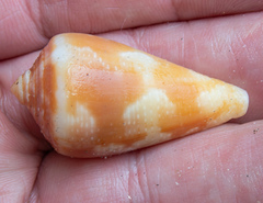 Conus purpurascens image