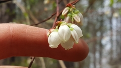 Vaccinium formosum