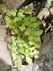 Adiantum andicola image