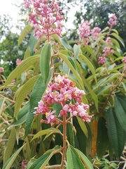 Miconia xalapensis