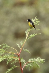 Spinus xanthogastrus