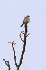 Ammodramus aurifrons