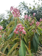 Miconia xalapensis
