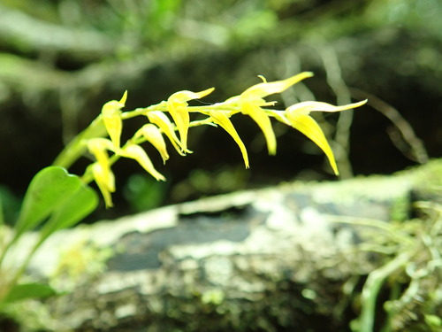 Specklinia costaricensis, photograph 3