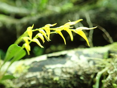 Specklinia costaricensis, photograph (c) Jo Roberts, some rights reserved (CC BY)