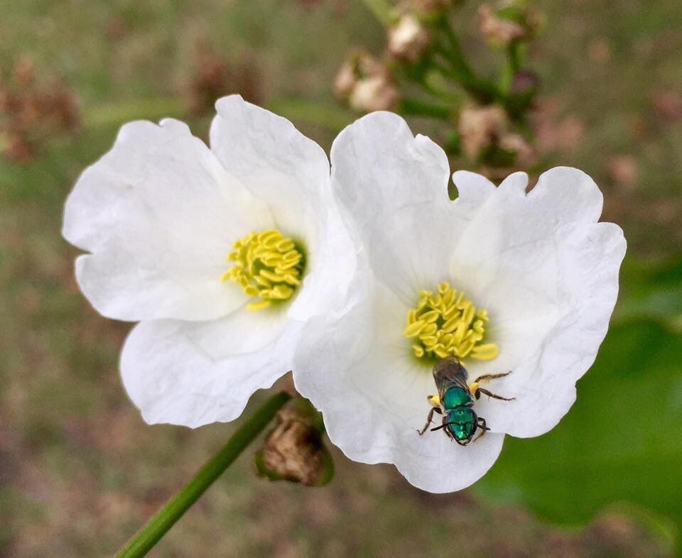 Augochlora amphitrite