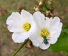 Augochlora amphitrite - Photo (c) Santiago Mailhos, some rights reserved (CC BY-NC), uploaded by Santiago Mailhos
