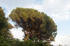 Pinus brutia pityusa