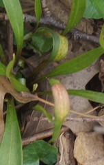 Puccinia mariae-wilsoniae