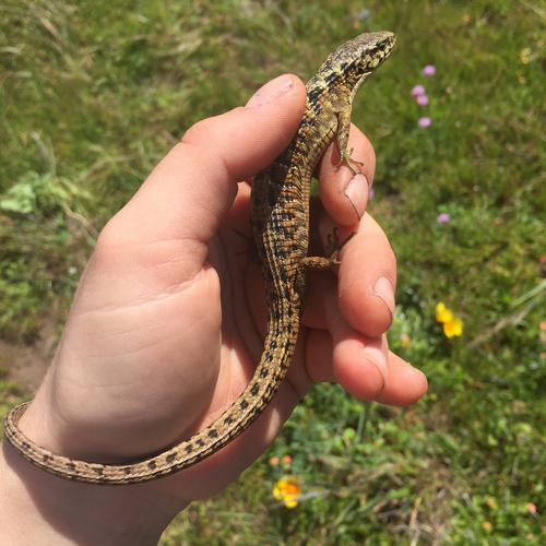 Northern Alligator Lizard