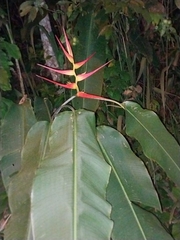 Heliconia latispatha image