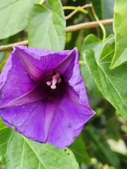 Ipomoea lindenii image