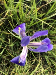 Iris hexagona