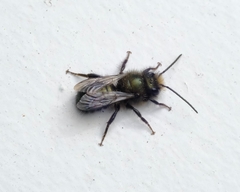 Osmia lignaria propinqua