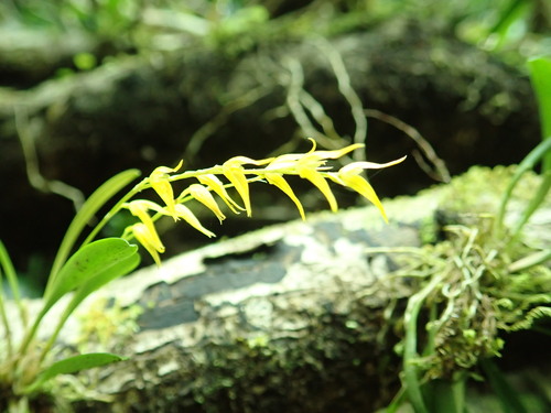 Specklinia costaricensis, photograph 4