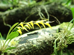 Specklinia costaricensis, photograph (c) Jo Roberts, some rights reserved (CC BY)