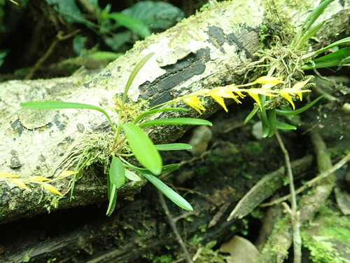 Specklinia costaricensis, photograph 2