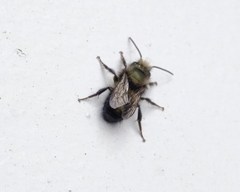 Osmia lignaria propinqua