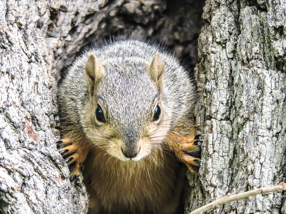 Southern Flying Squirrel (Camera Trap Field Guide) · iNaturalist