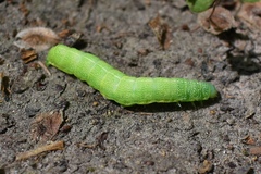 Orthosia hibisci
