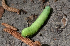 Orthosia hibisci