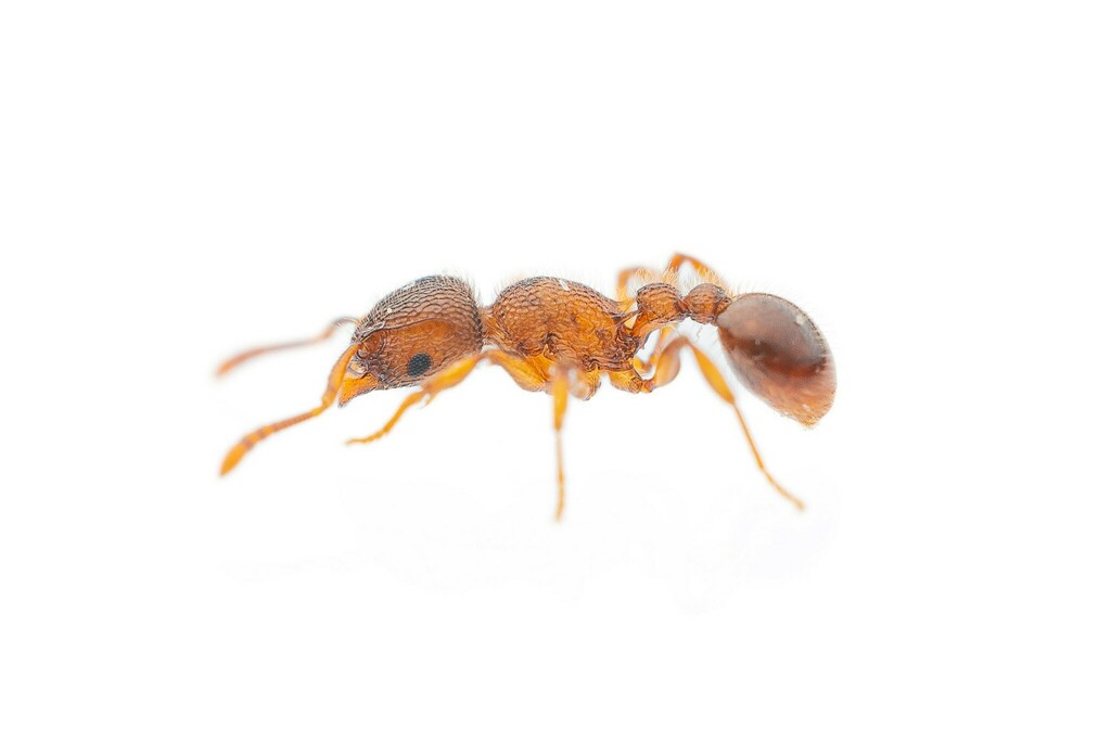 Wooly Ant