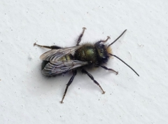 Osmia lignaria propinqua